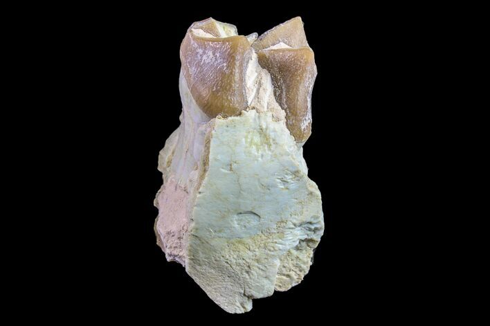 Oreodont (Merycoidodon) Jaw Section - South Dakota #157340